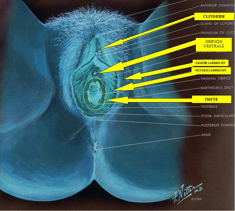 anatomia genitali esterni